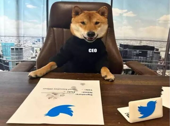 FLOKI Memecoin Surges 29% After Elon Musk X Post Features His Dog